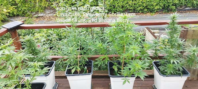 Growreport Bild 2