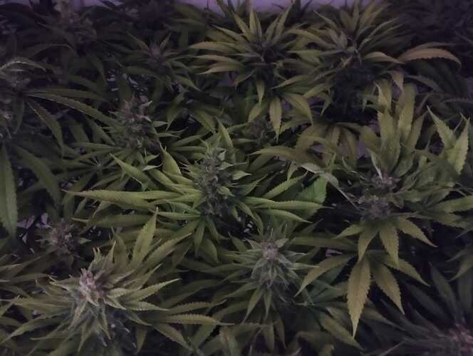Growreport Bild 16