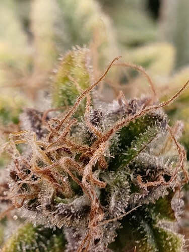Growreport Bild 75