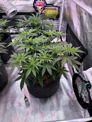 Growreport Bild 29