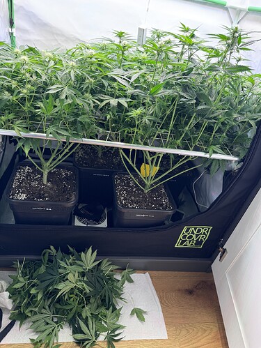 Growreport Bild 31