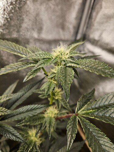 Growreport Bild 6