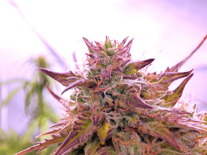 Growreport Bild 17