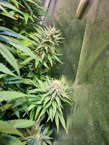 Nahaufnahme von zwei Cannabis-Pflanzen im Blütestadium, die in einer Growbox wachsen. Die Blüten sind dicht und mit Trichomen bedeckt, die Blätter sind grün und zeigen Anzeichen von Reife.