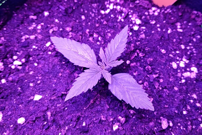 Growreport Bild 25