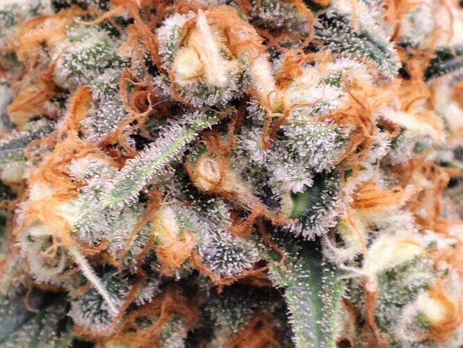 Growreport Bild 39