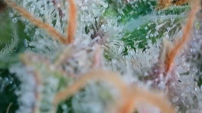 Growreport Bild 54