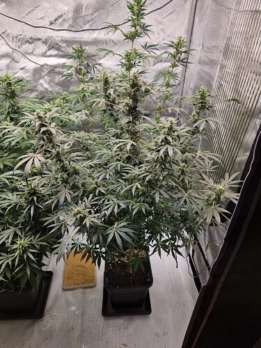 WhatsApp Bild 2024-06-03 um 20.05.24_57beb388