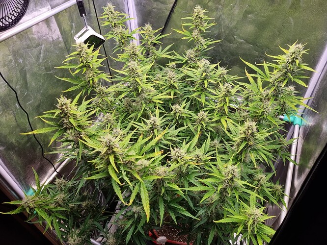 Growreport Bild 13