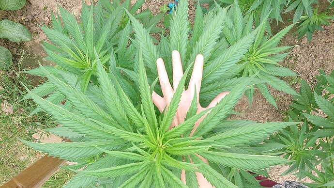 Growreport Bild 23