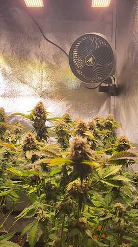 Growreport Bild 43