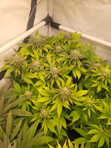 17079151039596299448351072580159