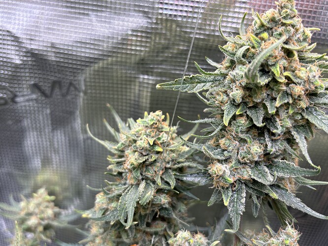 Growreport Bild 2