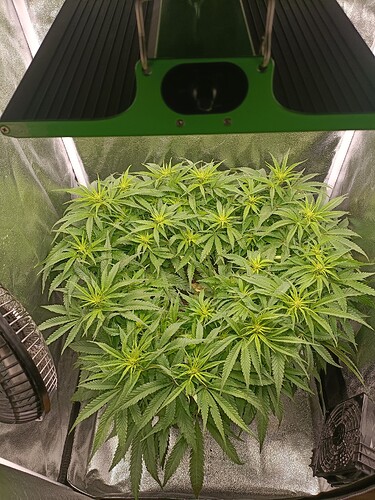 Growreport Bild 2