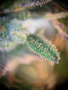 Growreport Bild 7