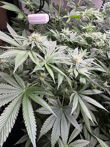 Growreport Bild 17