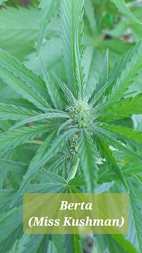 Growreport Bild 1
