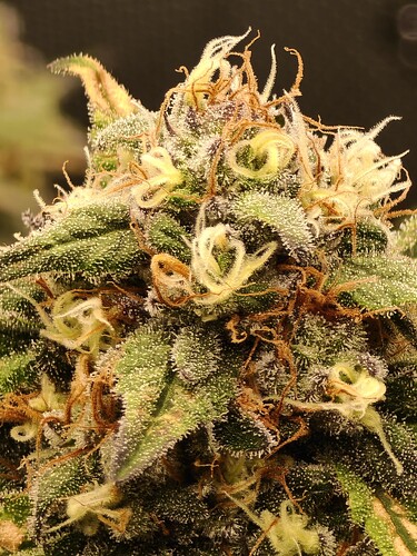 Growreport Bild 5