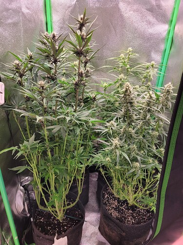 Growreport Bild 2