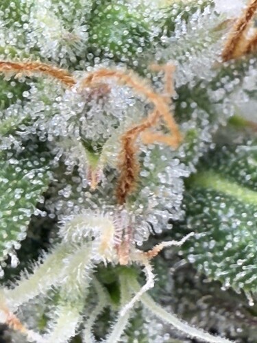 Growreport Bild 4