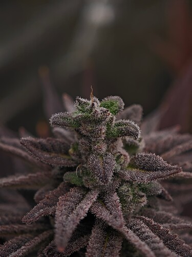 Growreport Bild 17