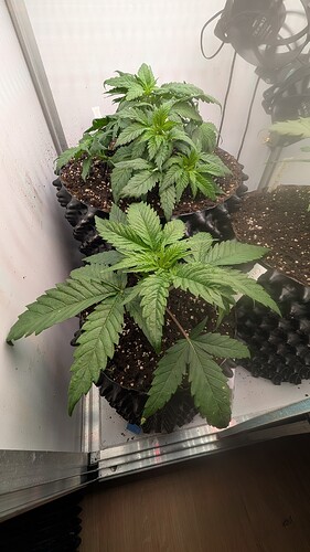 PXL_20250406_063745611.MP