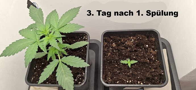 drittertagnachspuelung