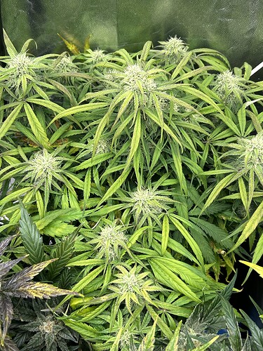 Growreport Bild 9