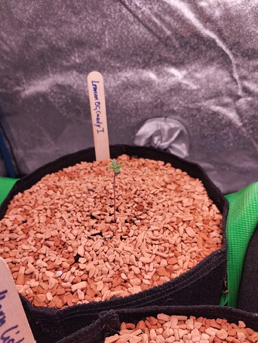 IMG_20241120_180841 - Kopie