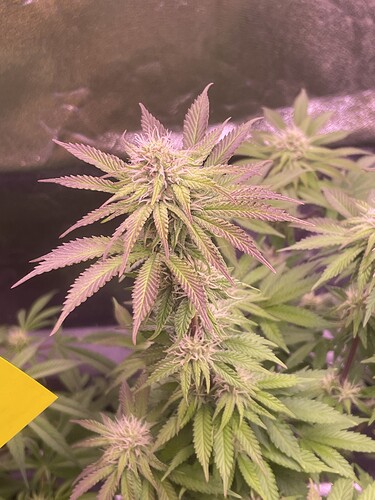Growreport Bild 7