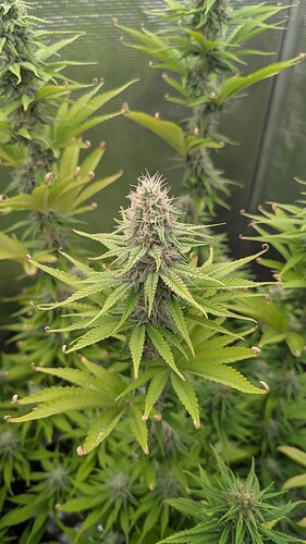 Growreport Bild 9