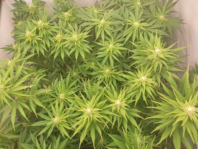 Growreport Bild 7