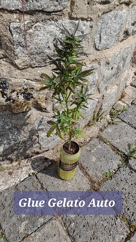 Growreport Bild 9