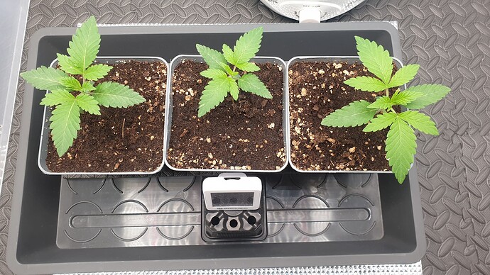 Growreport Bild 2