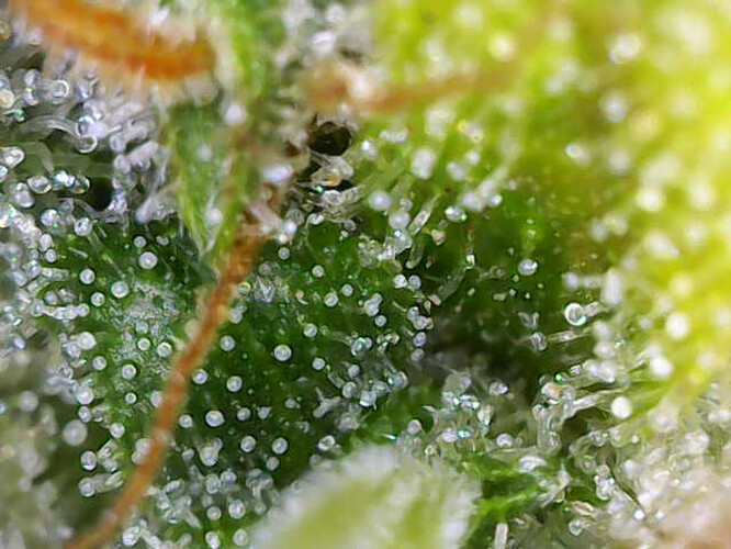 Image_2025-01-06 16_38_20_747