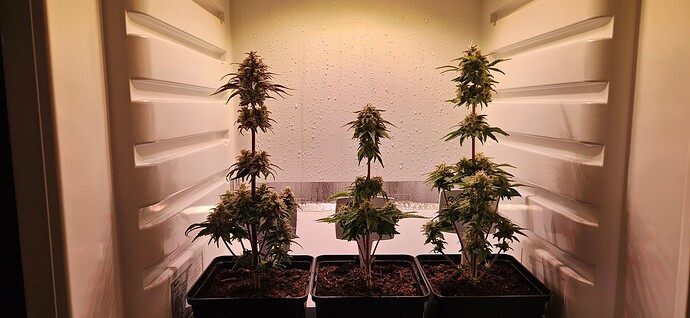 Growreport Bild 1