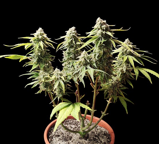 Growreport Bild 36
