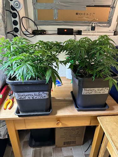 Growreport Bild 2