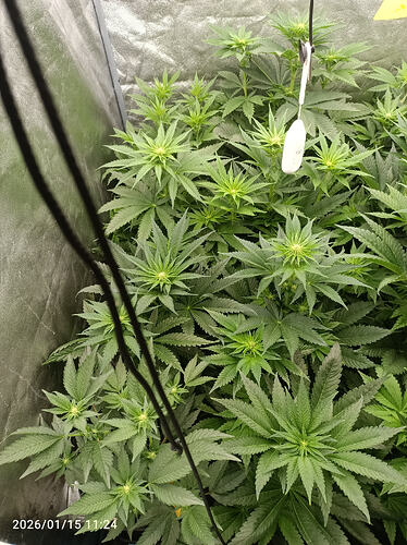 Growreport Bild 10