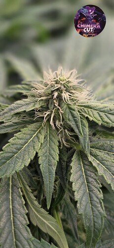 Growreport Bild 47