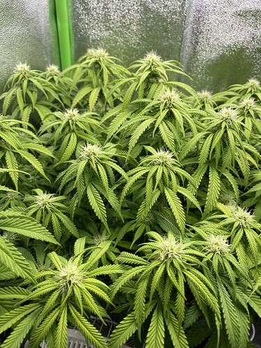 Growreport Bild 4