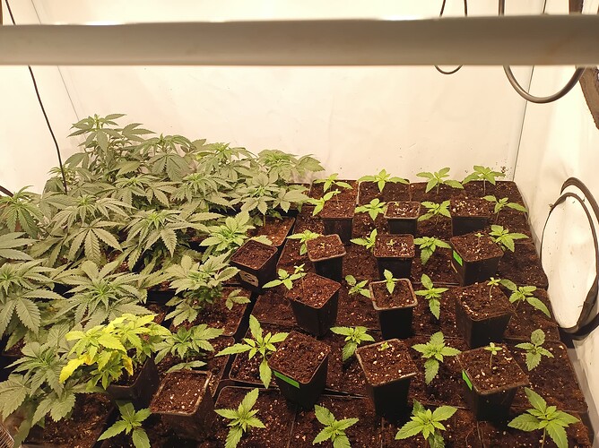 Growreport Bild 1