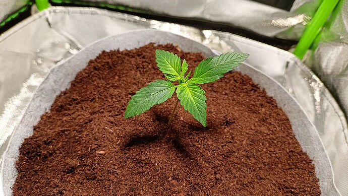 Growreport Bild 4