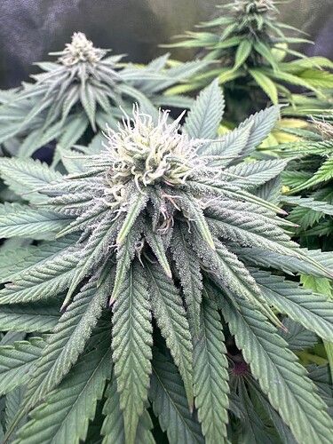 Growreport Bild 42