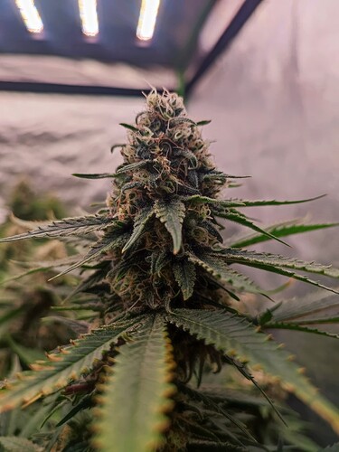 Growreport Bild 22