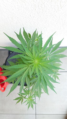 Growreport Bild 7