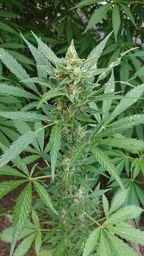 Growreport Bild 15