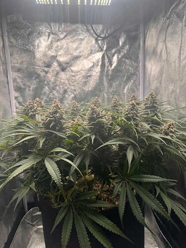 Growreport Bild 2