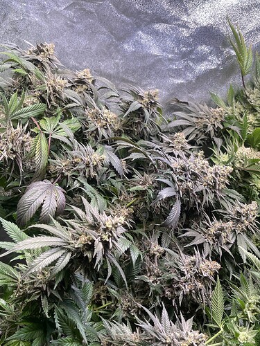 Growreport Bild 6
