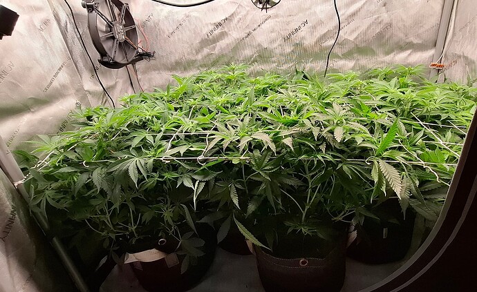 Growreport Bild 4